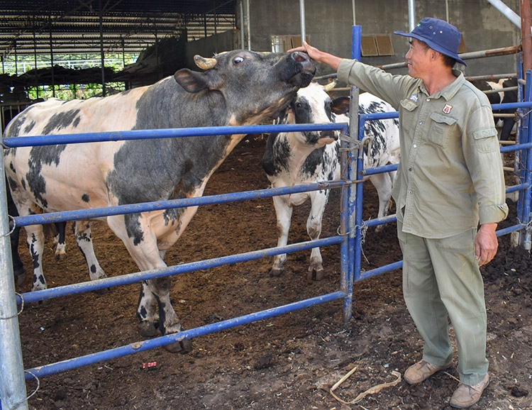 Bò sữa giống mới được phối từ bò siêu thịt BBB (Bỉ) với bò sữa HF (Hà Lan) hiện đang khai thác sữa ổn định tại Trang trại Phong Phú, Đơn Dương