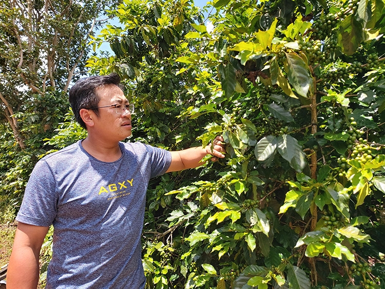Việc canh tác cà phê hữu cơ giúp cây trồng phát triển, tỷ lệ đậu trái nhiều hơn
