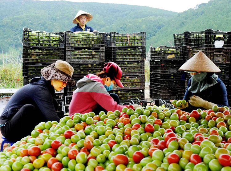 Thu hoạch nông sản ở Đơn Dương. Ảnh: Hà Hữu Nết