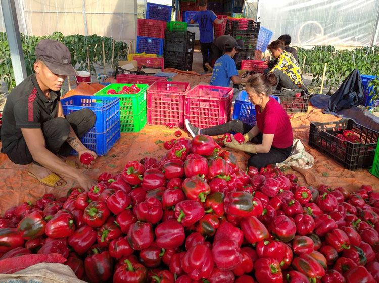 Thu hoạch ớt chuông trong trang trại của anh Trịnh Thái Sơn