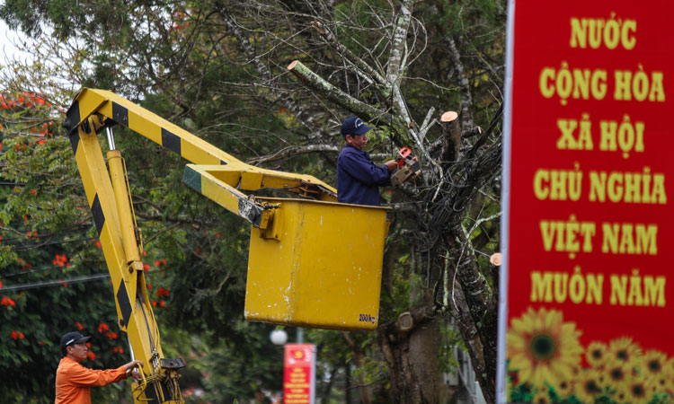 Các đơn vị quản lý cây xanh TP Đà Lạt tiến chỉnh trang đô thị, cưa bớt cành, mé nhánh hàng cây trên đường Lê Hồng Phong