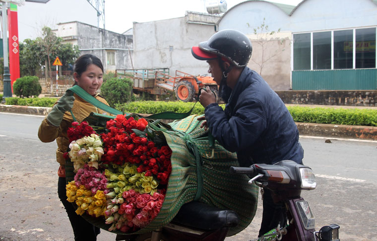 Thị trường tiêu thụ hoa hồng Lạc Dương đang dần ổn định trở lại