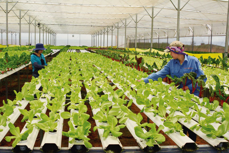 Sản xuất nông nghiệp ứng dụng công nghệ cao tại Đà Lạt. Ảnh: Văn Báu