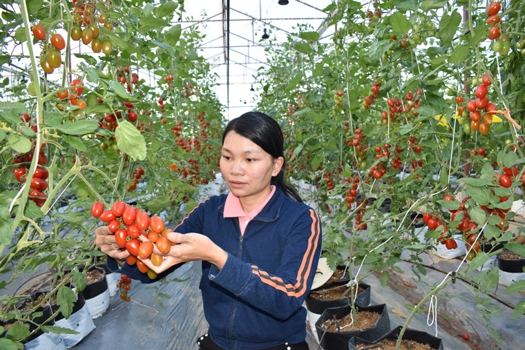 Giống cà chua cherry NT 10 đạt năng suất lên đến 70 tấn/ha