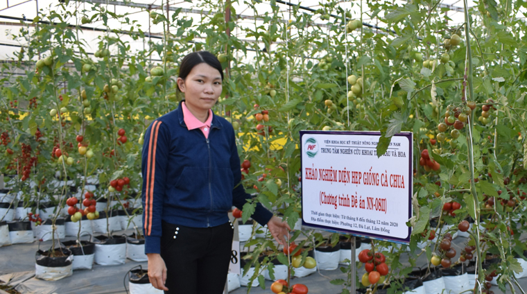 Khu vườn khảo nghiệm thành công giống cà chua NT 10 ở phường 12, Đà Lạt