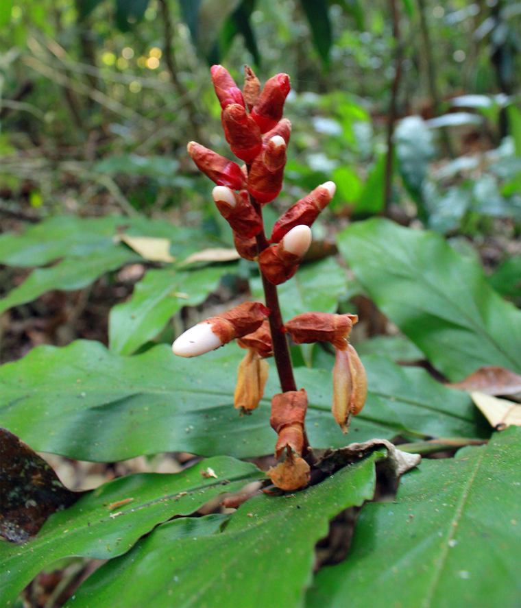 Riềng núi hòn giao (Alpinia hongiaoensis) thuộc họ gừng (Zingiberaceae)