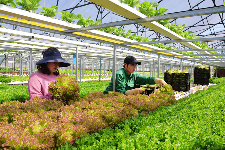 Sản xuất nông nghiệp công nghệ cao tại thành phố Đà Lạt. Ảnh: Văn Báu