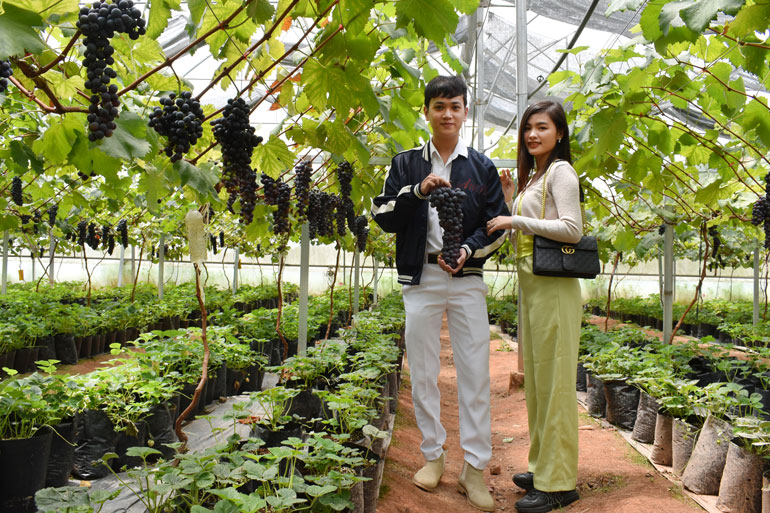 Lâm Đồng phấn đấu đến năm 2025 đạt thu nhập bình quân hơn 400 triệu đồng/ha/năm diện tích nông nghiệp ứng dụng công nghệ cao