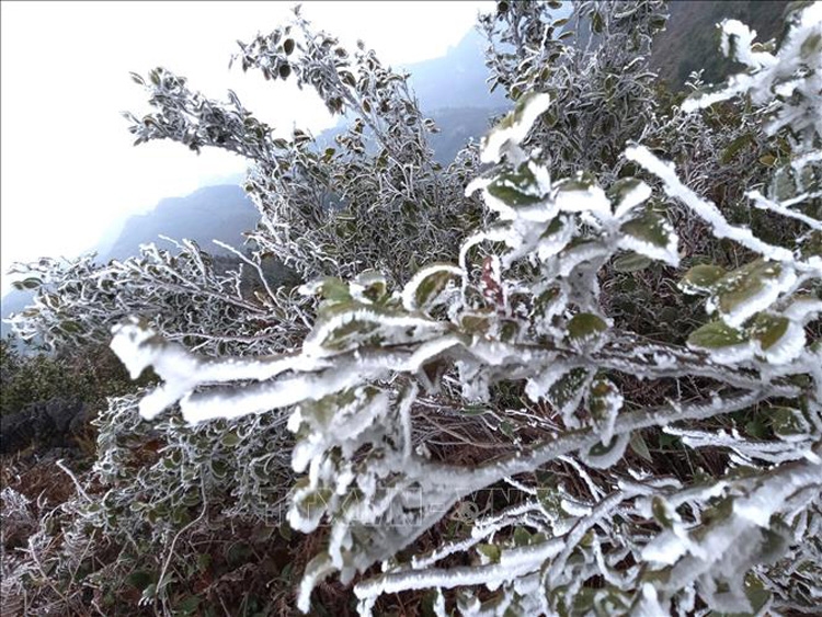 Băng tuyết phủ trắng cây cối trên nhiều ngọn núi cao của xã Xín Cái, huyện Mèo Vạc (Hà Giang)