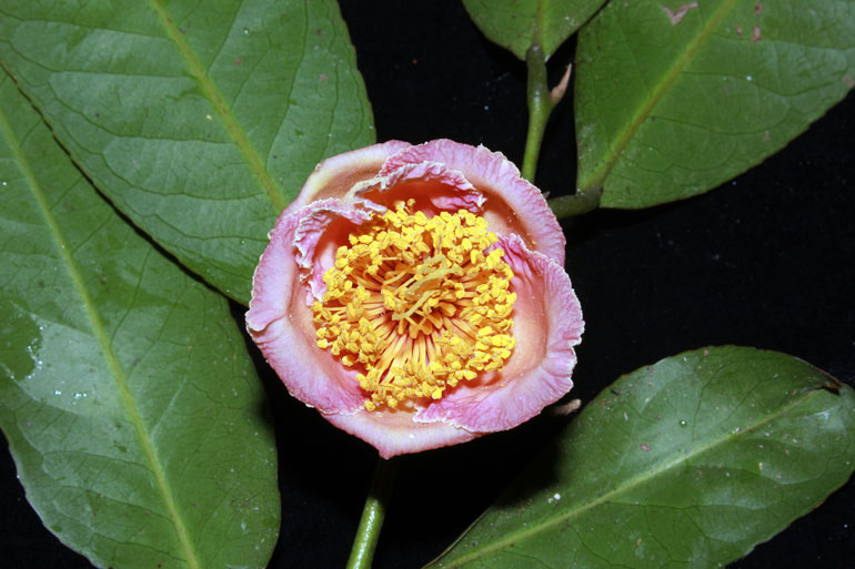 Hoa và lá Trà mi Langbiang (Camellia langbianensis)