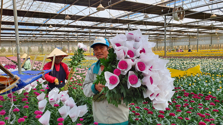 Người dân và các doanh nghiệp trồng hoa trong tỉnh Lâm Đồng đang thấp thỏm lo đầu ra hoa tết khi dịch Covid-19 đang tái bùng phát