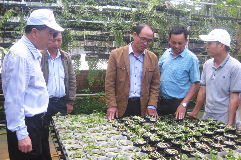 Trang trại trồng hoa phong lan kinh tế cao của nông dân tại xã Đinh Lạc, huyện Di Linh