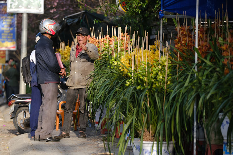  Riêng địa lan Đà Lạt sản xuất được số lượng lớn nên chủ yếu là các nhà vườn tại địa phương mang hoa lên phố bày bán ngày giáp tết