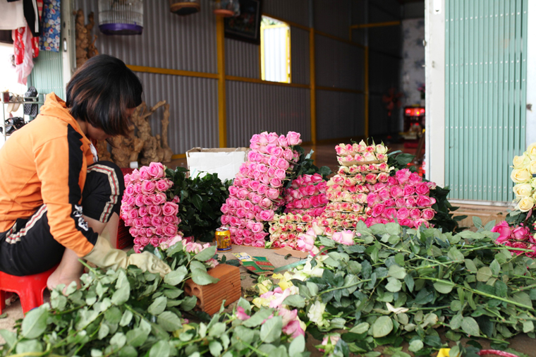 Tại thị trấn Lạc Dương, giá hoa hồng đang được các vựa thu mua từ 1.500 – 2.000 đồng/cành đối với hoa màu cũ, từ 2.500 – 4.000 đồng/cành đối với hoa hồng màu mới