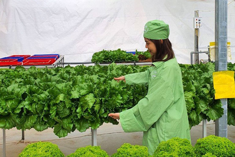 Mô hình du lịch canh nông với 30 loại rau cao cấp của HTX Sunfood tại Đà Lạt