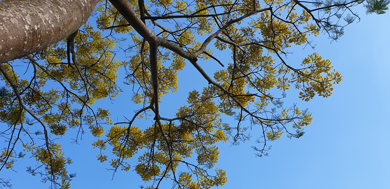 Mặc dù số lượng cây không nhiều như ở Bảo Lộc nhưng Di Linh cũng là địa phương có những cây phượng vàng ra hoa vào mùa xuân