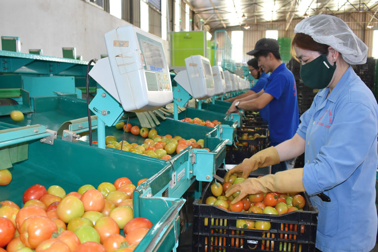 Năm 2021, Lâm Đồng tiếp tục nhân rộng các mô hình Trung tâm Sau thu hoạch để nâng cao giá trị nông sản
