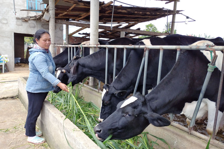 Một hộ đồng bào dân tộc thiểu số nuôi bò tại xã Đạ Ròn