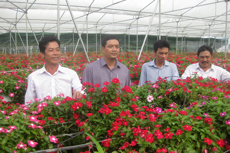 Một doanh nghiệp đầu tư trồng hoa hiệu quả tại xã Lộc Thành, huyện Bảo Lâm