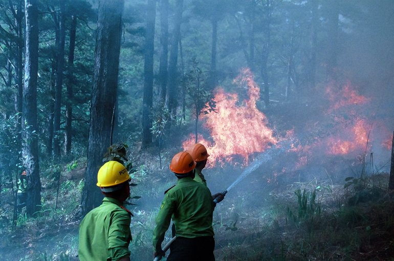 Chữa cháy rừng thông tại Đà Lạt (ảnh diễn tập)