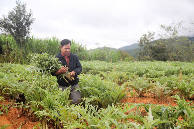 Liên kết sản xuất cây actiso với các công ty dược là hướng đi nhiều năm nay của huyện Lạc Dương. Ảnh: Việt Quỳnh