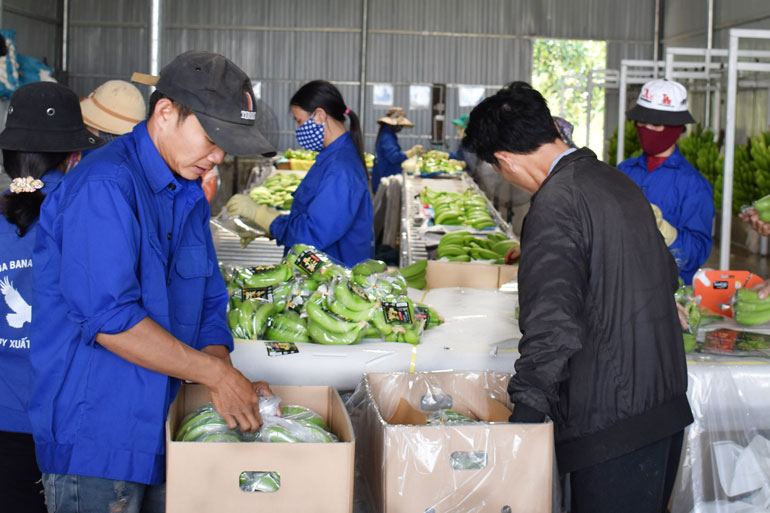 Sơ chế, bảo quản sau thu hoạch chuối Laba xuất khẩu sang Nhật tại HTX Laba Banana Đạ K’Nàng