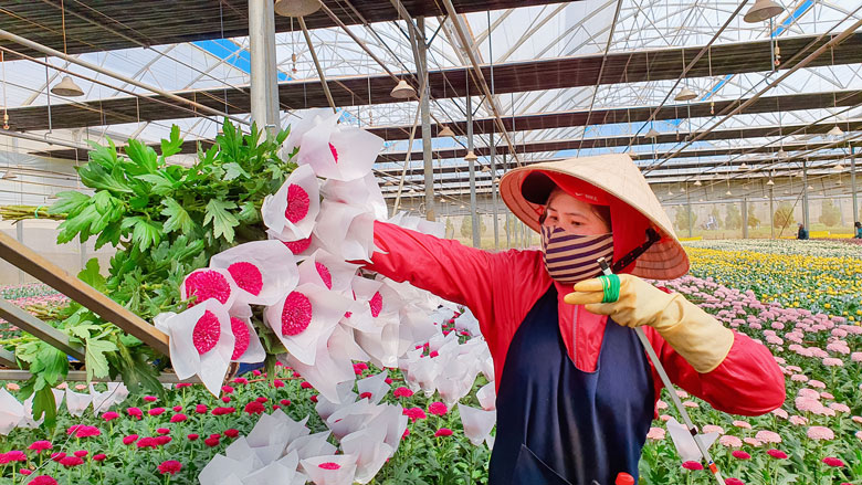 Thu hoạch hoa cúc tại Dalat Hasfarm. Ảnh: Văn Báu