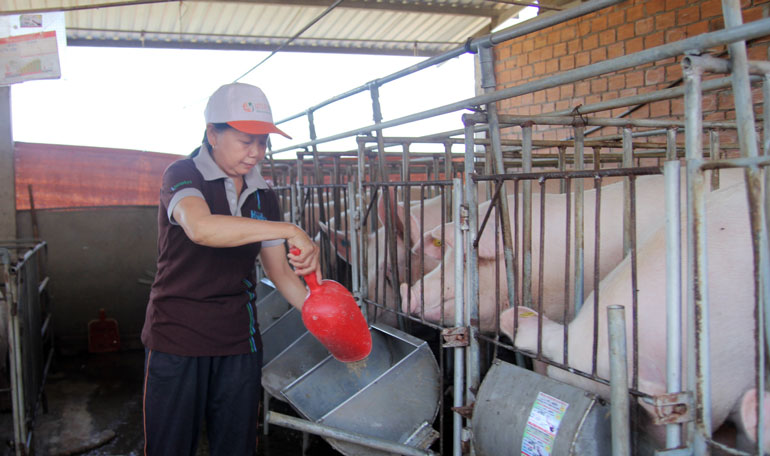 Liên kết chuỗi là hướng đi bền vững cho ngành chăn nuôi Lâm Đồng