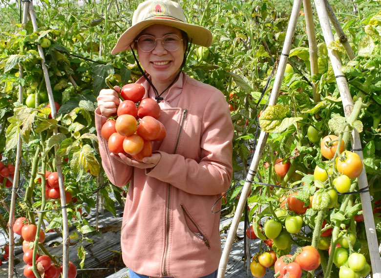 Vùng nguyên liệu cà chua huyện Đơn Dương đạt năng suất trung bình 50,5 tấn/ha/năm