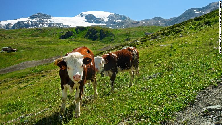 Vi khuẩn và enzym trong dạ dày của bò Alpine có thể phân hủy một số loại nhựa. Ảnh: CNN