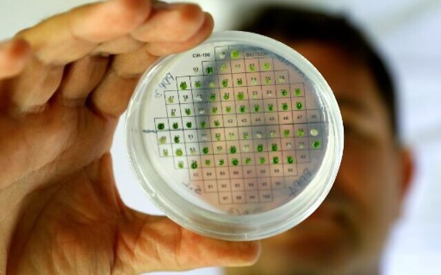 Nhà khoa học thuộc trường Đại học Tel Aviv kiểm tra các mẫu vi tảo trong quá trình nghiên cứu để chứng minh khả năng tiến hóa của thực vật với mặt trời để tạo ra năng lượng. Ảnh minh họa