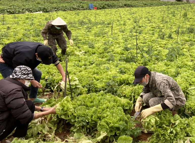  Trong tháng 7- 8/2021, Lâm Đồng tập trung nhiều diện tích sản xuất các loại rau ngắn ngày để đáp ứng nhu cầu tiêu dùng trong điều kiện phòng chống Covid- 19 trong nước