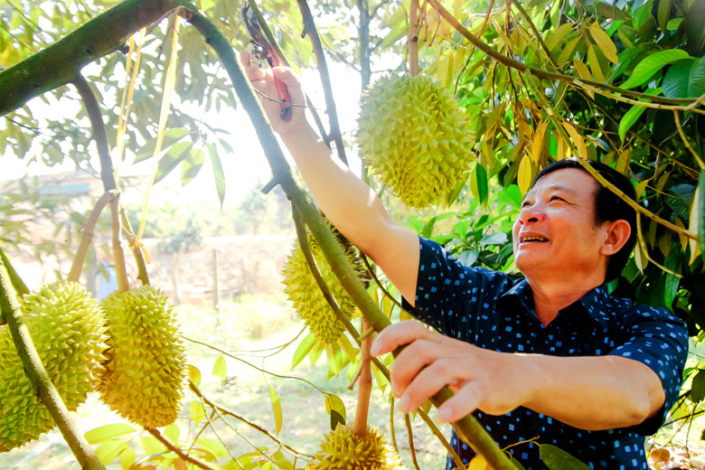 Cây sầu riêng đã và đang mang lại niềm vui lớn cho người nông dân Lâm Đồng