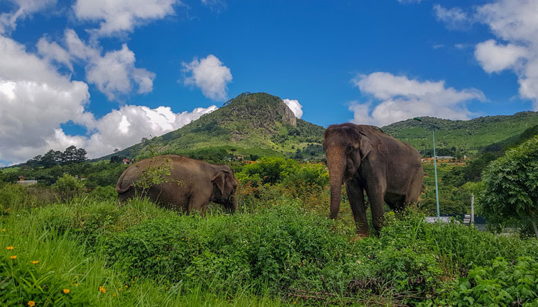 Mỗi tuần 2 lần, công nhân chăm sóc đưa đàn voi vào rừng, tới các thảm cỏ để voi đi dạo, tìm kiếm thức ăn dưới khu vực chân núi Voi. Theo chủ nhân của đàn voi nhà thuần dưỡng, do dịch COVID-19 diễn biến phức tạp nên lượng khách (trên 90% là khách nước ngoài) tới trang trại tham quan gần như giảm 100%, do đó đàn voi được thả vào rừng nhiều hơn bình thường