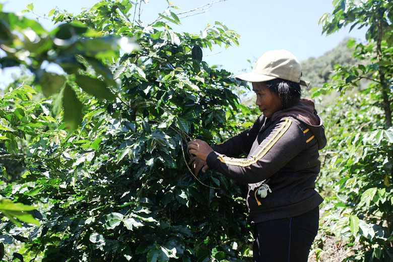Việc tái canh cây cà phê giúp người dân xã Đạ Sar cải thiện thu nhập