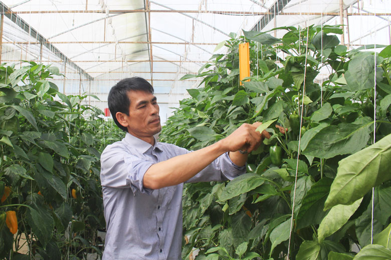Việc áp dụng khoa học kỹ thuật theo hướng công nghệ cao của HTX Dịch vụ nông nghiệp tổng hợp An Phú đã góp phần đảm bảo sự phát triển bền vững cho ngành nông nghiệp huyện Đức Trọng