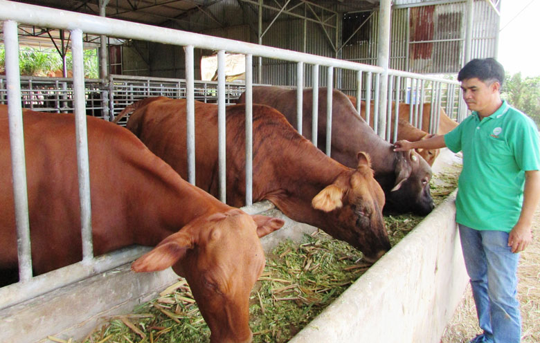 Ngành Nông nghiệp Lâm Đồng khuyến khích các trang trại sản xuất, chế biến thức ăn thô xanh tại chỗ cho gia súc nhằm tiết kiệm tối đa chi phí đầu vào