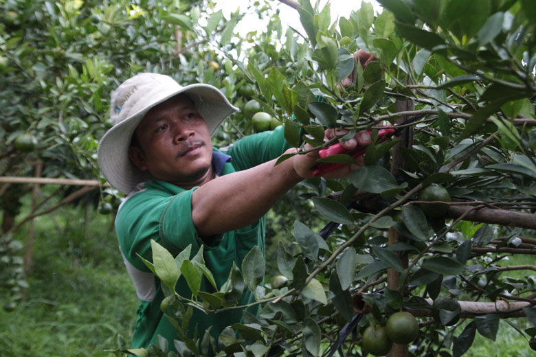 Cây ăn trái mang lại thu nhập cao cho người dân xã Quảng Ngãi