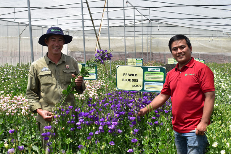 Mô hình trồng hoa cát tường cánh đơn mang lại giá trị gia tăng đáng kể tại thị trấn Thạnh Mỹ, huyện Đơn Dương
