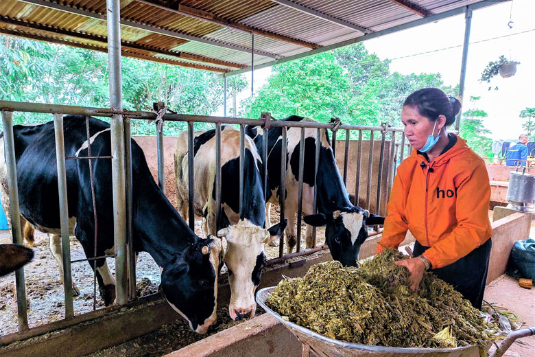 Bà Ka Wét đang chăm sóc đàn bò sữa của gia đình