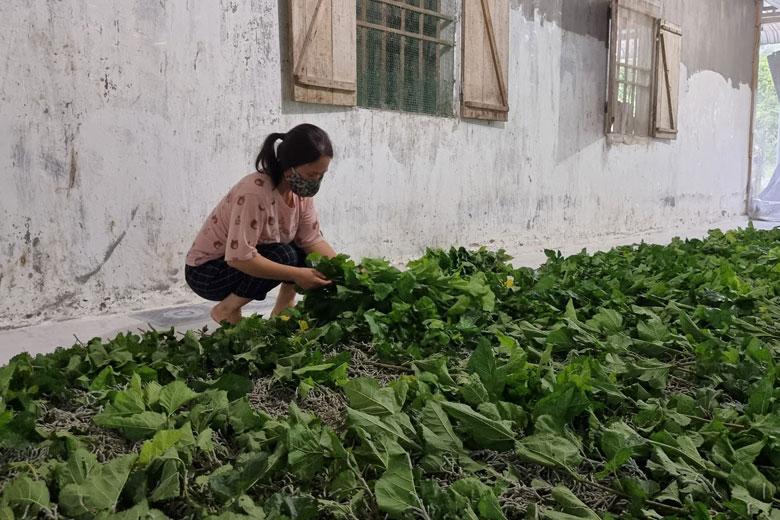 Với diện tích lớn và có nguồn hỗ trợ từ Quỹ hỗ trợ nông dân, nông dân xã Triệu Hải phát triển trồng dâu nuôi tằm, cho thu nhập ổn định