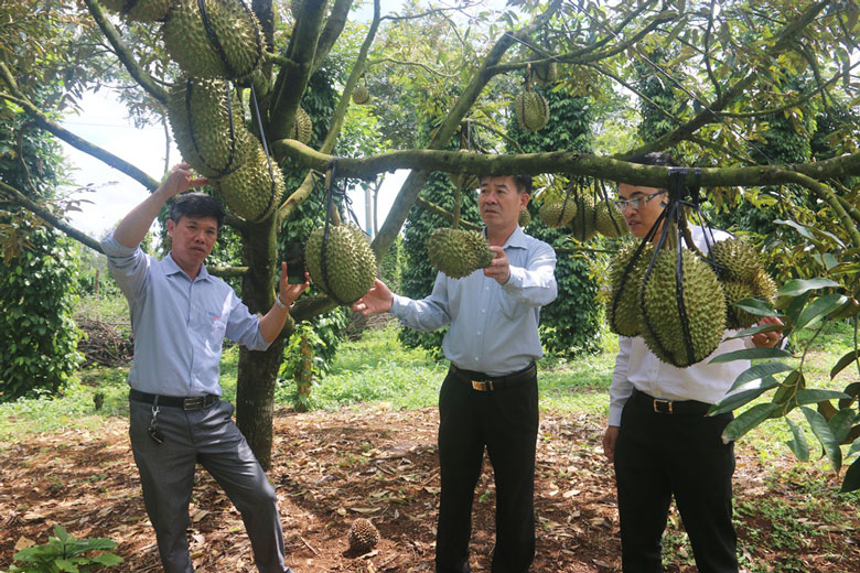 Đa dạng hóa cây trồng đã giúp Nhân dân xã Tân Lâm nâng cao thu nhập. (Ảnh chụp trước thời điểm bùng phát dịch COVID-19)