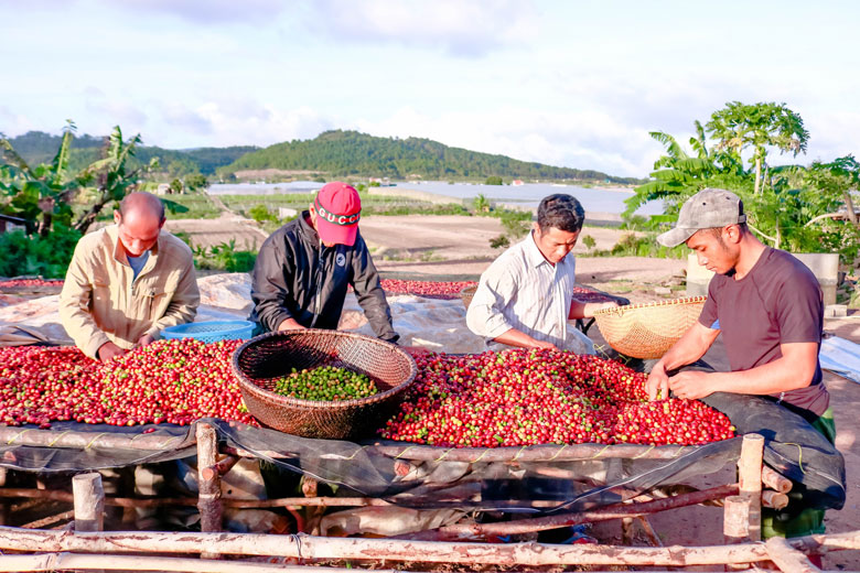 Sau khi thu hái, những hạt cà phê Arabica được lựa chọn 100% trái chín để cho ra dòng cà phê đặc sản