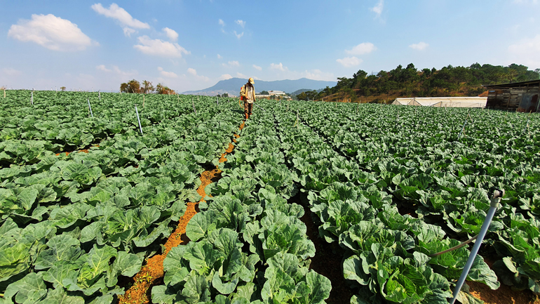 Đà Lạt: Gieo trồng hơn 2.500 ha rau, củ vụ Đông Xuân