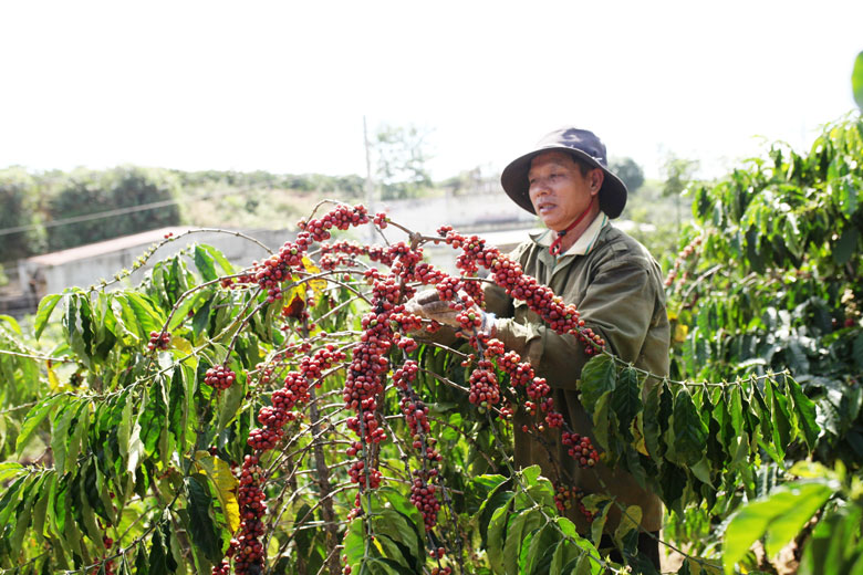 Để nâng cao chất lượng cà phê, nông dân cần tuân thủ việc thu hoạch với tỷ lệ quả chín trên 80%