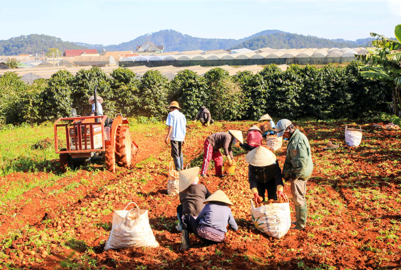 Tỷ lệ rau, củ tiêu thụ nội tỉnh chỉ chiếm khoảng 7% sản lượng nông sản của Lâm Đồng