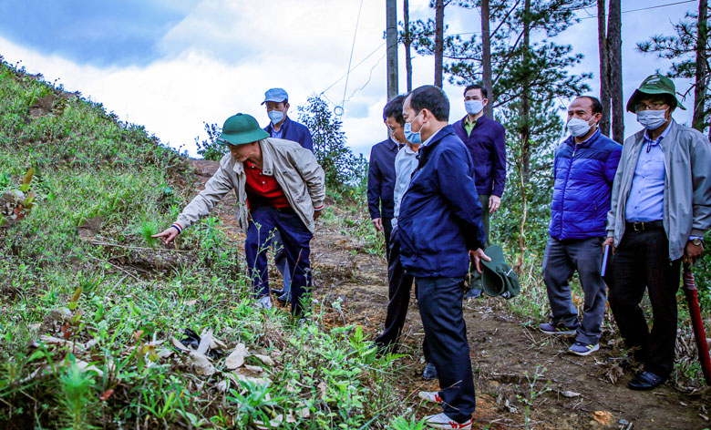 Chủ tịch UBND tỉnh Lâm Đông Trần Văn Hiệp phê bình đơn vị sử dụng cây con còn quá non để trồng khôi phục rừng