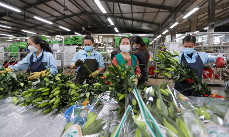 Thăm nông trại hoa lớn nhất Lâm Đồng ngày cận tết