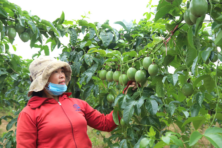 Bà Nguyễn Thị Huê bên vườn chanh dây trĩu quả mang lại nguồn thu nhập cao cho gia đình.