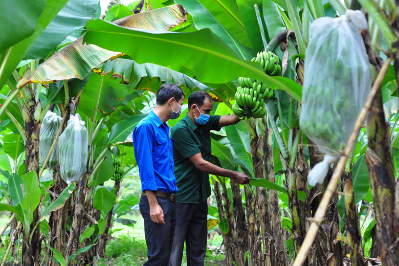 Mô hình trồng chuối Laba hướng đến xuất khẩu là hướng đi xóa nghèo hiệu quả ở xã Đạ K’Nàng (huyện Đam Rông).
